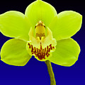 Mapplethorpe Flower