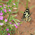 Yellow butterfly with Extra Wings